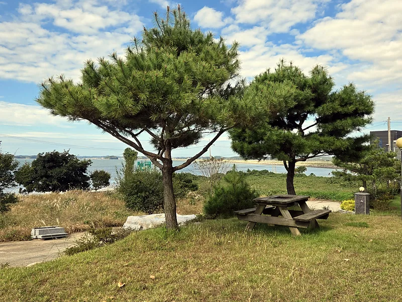 바다가 보이는 주택 마당 잔디 정리 현장의 소나무
