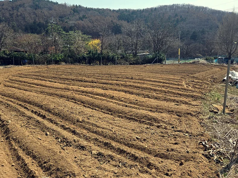 농지 정비 후 이랑을 고르게 낸 밭 전경